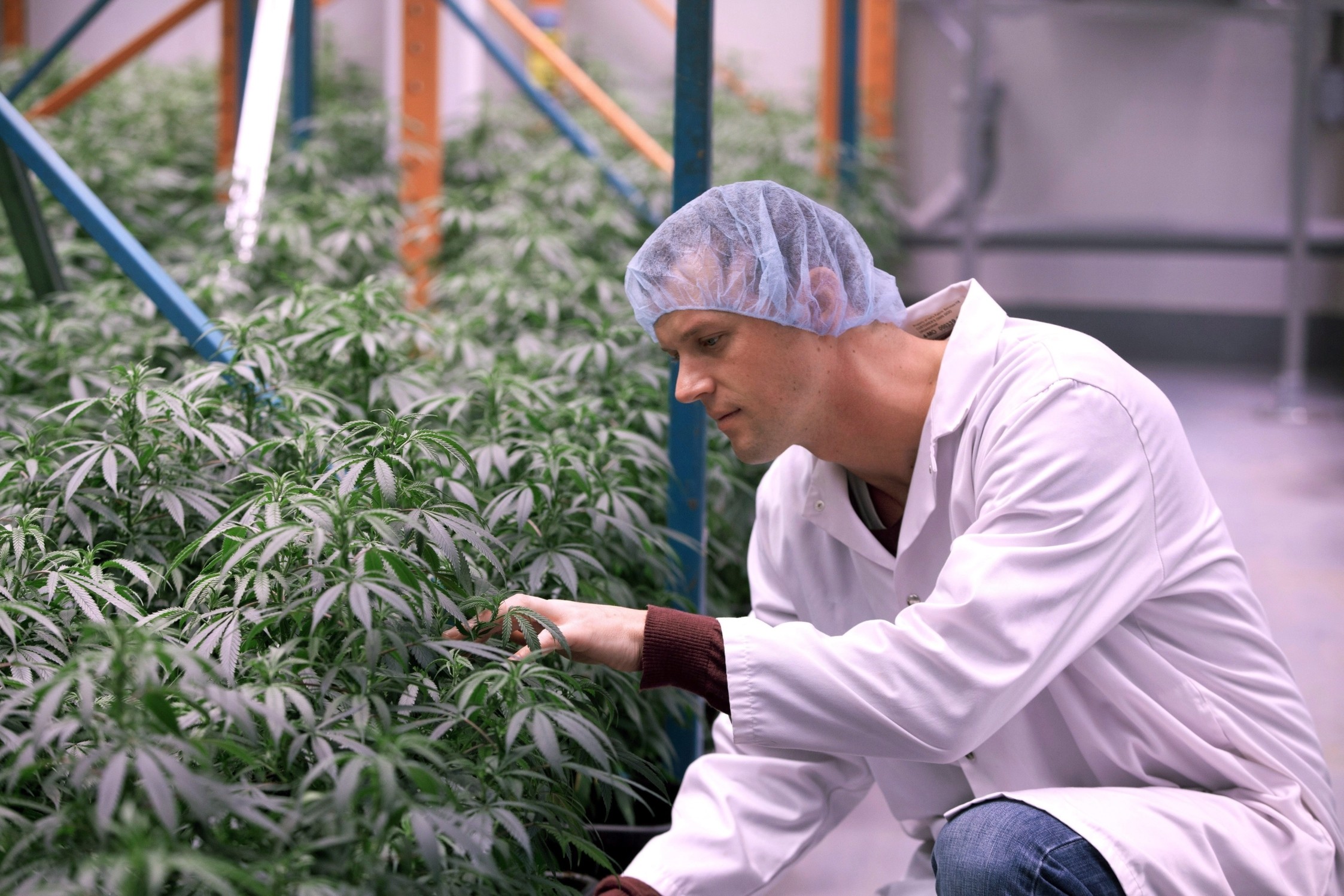 organigram cannabis canada
