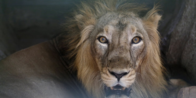An Asiatic lion reacts from its enclosure at the Kamala Nehru Zoo on a hot summer day in Ahmadabad, India, Saturday, May 14, 2016. Much of India has been suffering from a heat wave for weeks along with a severe drought that has decimated crops, killed livestock and left at least 330 million Indians without enough water for their daily needs. (AP Photo/Ajit Solanki)