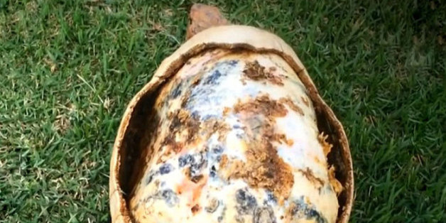 Les feux de forêt peuvent être dévastateurs au Brésil. La tortue, surnommée Freddy par ses secouristes, en a fait les frais.