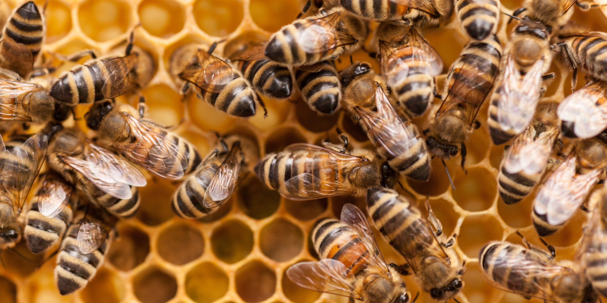 The Honeybee Problem Is Only Getting Worse Huffpost 