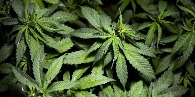 Marijuana plants are seen in an indoor cultivation in Montevideo December 6, 2013. Uruguay's senate will vote on December 10 to create a government body to control the cultivation and sale of marijuana and allow residents to grow it at home or as part of smoking clubs. The use of marijuana is already legal in the South American nation, but sale and cultivation is not. The Senate is expected to vote on the measure, which is backed by leftist President Jose Mujica. Picture taken December 6, 2013.