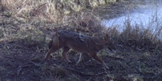 Dieses Tier hat eine Fotofalle bei Greifswald fotografiert. Es sieht aus wie ein Wolf - ist aber ein viel seltenerer Goldschakal