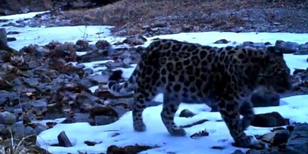 Un léopard Amur se baladant près d'une rivière au coeur du parc Amur-Heilong, entre la Russie et la Chine