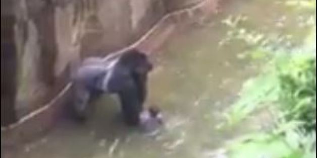 Un enfant est tombé dans l'enclos d'un gorille au zoo de Cincinnati aux États-Unis le 28 mai 2016
