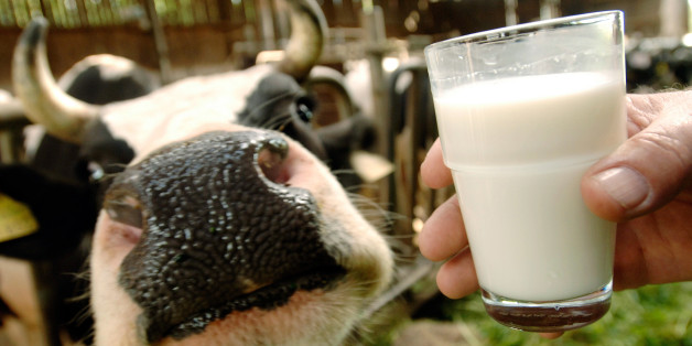 Bauern leiden unter den extrem niedrigen Milchpreisen
