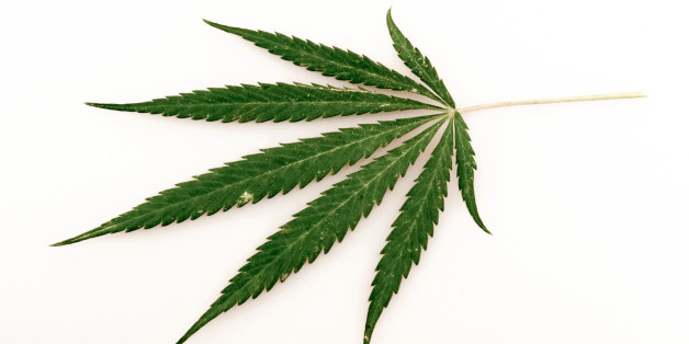 leaf of hemp, on a white background