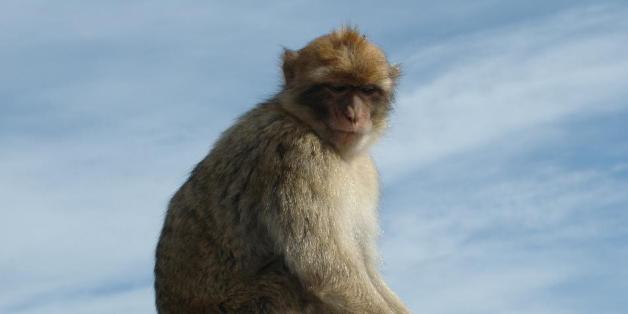 Les touristes doivent (vraiment) arrêter de nourrir les macaques de barbarie