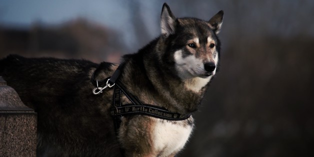 L'origine du chien ne serait pas à chercher uniquement en Asie, mais également en Europe.