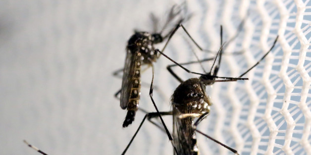 Aedes aegypti mosquitoes are seen inside Oxitec laboratory in Campinas, Brazil, February 2, 2016. REUTERS/Paulo Whitaker/File Photo
