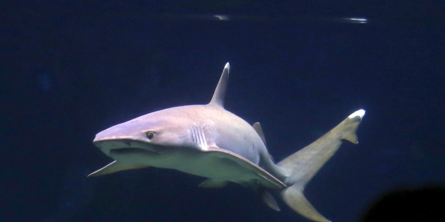 A tourist takes a photograph of a shark swimming behind a glass window at the Sydney Aquarium, Australia, September 29, 2015. Shark experts from around the world are meeting at a summit in Sydney today to discuss the best technologies available to stop shark attacks after a numerous attacks and sightings this year, including a fatal attack on a Japanese surfer in February, local media reported. REUTERS/David Gray