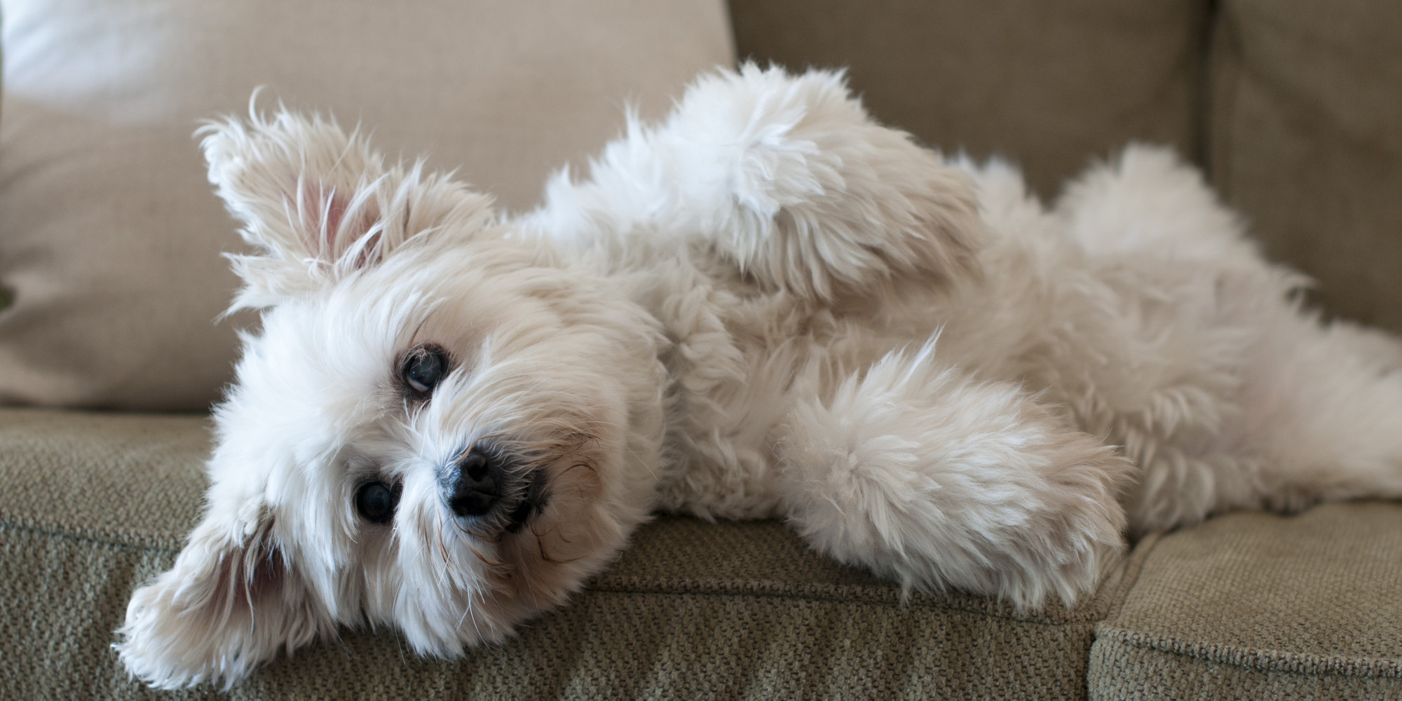 PetFriendly Home Decor Do's and Don'ts HuffPost