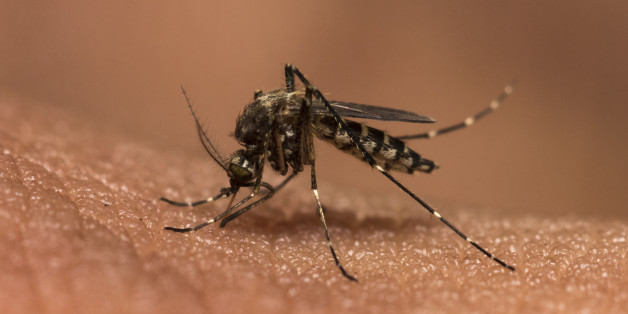mosquitoes blood sucking on human skin