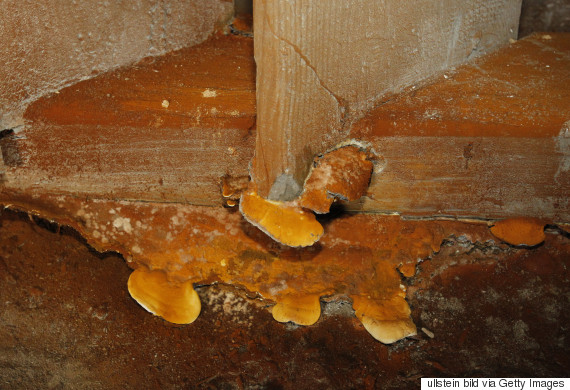 serpula lacrymans