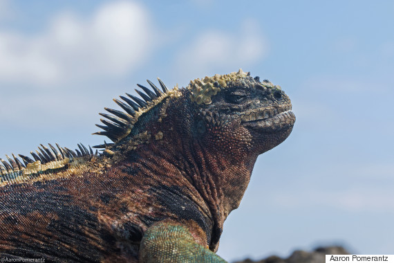 lizard 1
