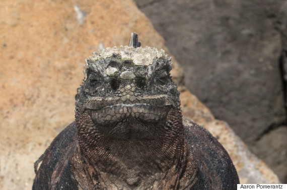 lizard 3