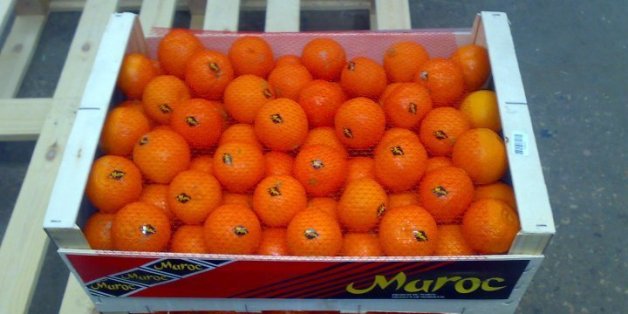 Les Etats-Unis interdisent à nouveau l'importation d'agrumes du Maroc