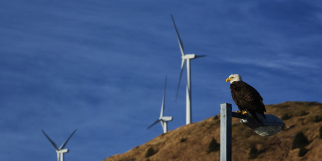Bald eagle perched on lamp post in downtown Kodiak with wind turbines in background, Southwest Alaska