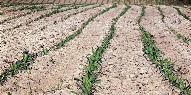 La Mamda accélère le paiement des indemnités aux agriculteurs touchés par la sécheresse