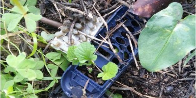 Des lycéens marocains primés au concours des Jeunes reporters pour l’environnement