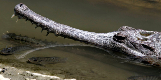 Trying to beat the summer heat, a gavial cools off in a pool as a bunch of fish swim nearby, Thursday, June 30, 2005, in a Taichung zoo, 150 kilometers, 94 miles, south west of Taipei, Taiwan. The gavial ( Gavialis gangeticus ) is distinguished from the crocodiles and alligators by its extremely long, slender, parallel-sided snout. This is one of the rarest crocodile species in Asia. It has become very depleted throughout its range, which includes all major rivers and waterways of northern India and Burma. (AP Photo/Danny Zhan)