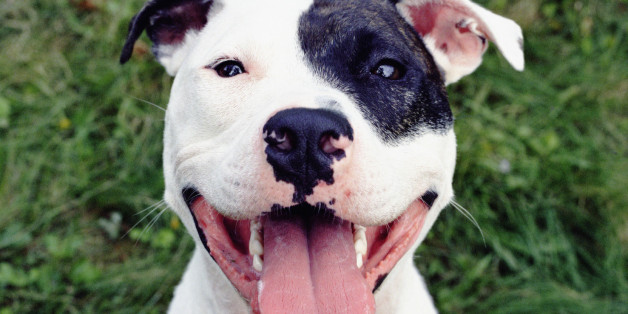 Das passiert wirklich, wenn ein Pitbull auf ein Baby trifft