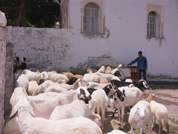 kabylie