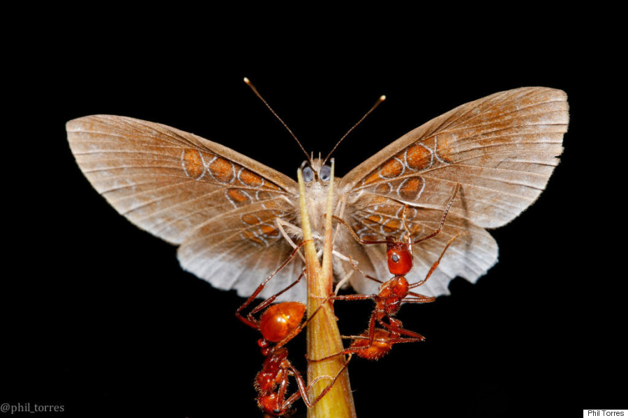 butterfly 1