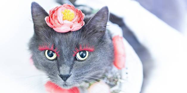 Ce chat avec des faux cils est une star sur Instagram