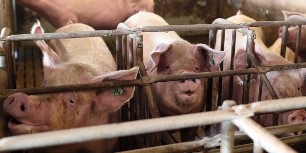 Schweine in einem Stall