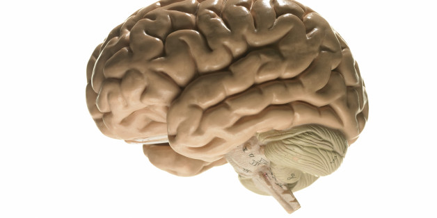 Model of human brain
