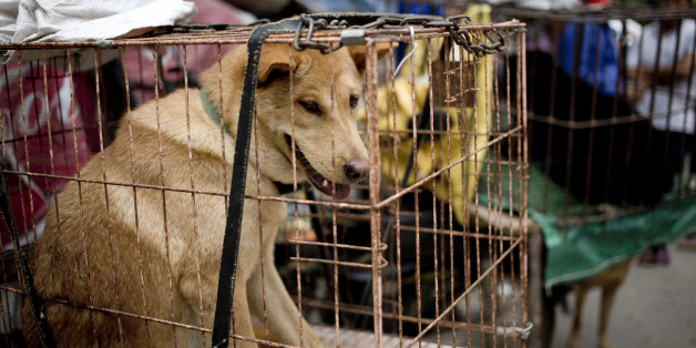 Dogs are seen in cages for sale at a market ahead of a dog meat festival in Yulin in south China's Guangxi Zhuang Autonomous Region, Monday, June 20, 2016. Restaurateurs in a southern Chinese town will holding an annual dog meat festival which falls on June 21, the day of summer solstice, despite international criticism. (AP Photo/Andy Wong)