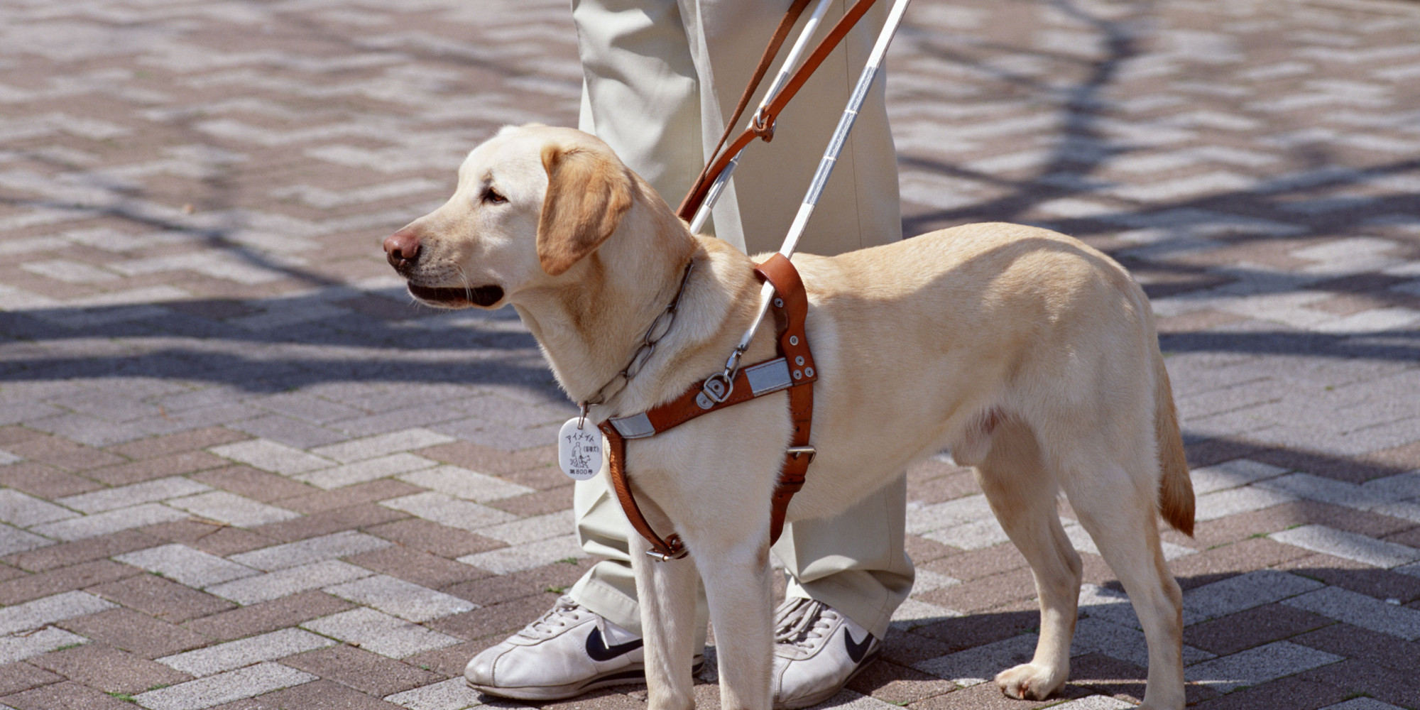 learning-to-navigate-the-world-through-the-eyes-of-a-guide-dog-huffpost