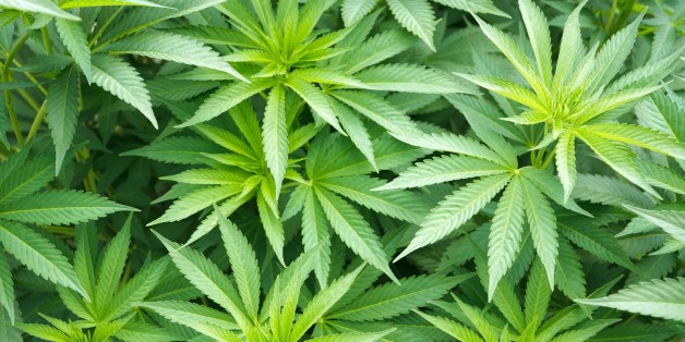 Selon l'ONUDC, le Maroc reste le premier producteur mondial de cannabis