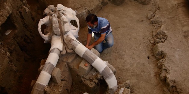 Un mammouth vieux de 14.000 ans sort de terre au Mexique 08:46 - 25/06/16 © AFP L'archéologue mexicain, Luis Cordoba, travaille sur le crâne gigantesque d'un mammouth vieux de 14.000 ans, le 24 juin 2016 à Tultepec
