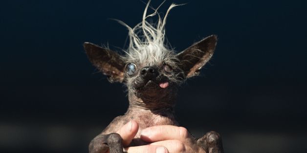 Sweepie Rambo, a chinese crested, is held up by owner Jason Wurtz during the World's Ugliest Dog Competition in Petaluma, California on June 24, 2016.
Sweepie Rambo went on to take first prize winning 1,500 USD. / AFP / JOSH EDELSON (Photo credit should read JOSH EDELSON/AFP/Getty Images)