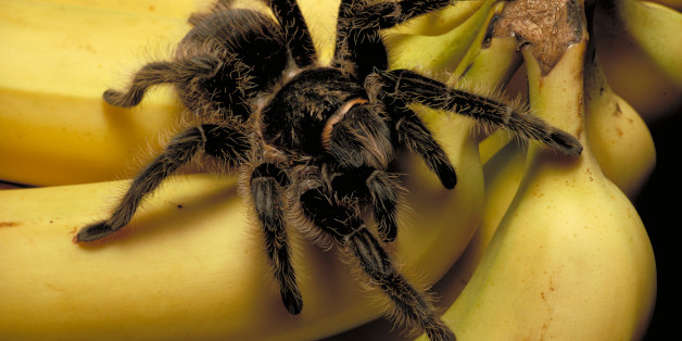 Honduran tarantula on bananas (Genus Eurypelma).