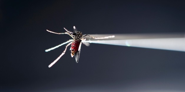 In this May 17, 2016, photo provided by the University of Wisconsin-Madison, a vacuum tube holds a blood-fed strain of Aedes aegypti mosquito in place under a microscope in a research lab insectary in the Hanson Biomedical Sciences Building at the university, in Madison, Wis. Matthew Aliota, assistant scientist in the Department of Pathobiological Sciences in the School of Veterinary Medicine, is studying the insect as part of his research about mosquito-borne pathogens such as the Zika virus, d