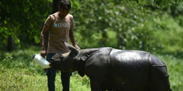 Un rhinocéros nourri à la bouteille le 2 juin 2016 dans le parc national de Kaziranga en Inde