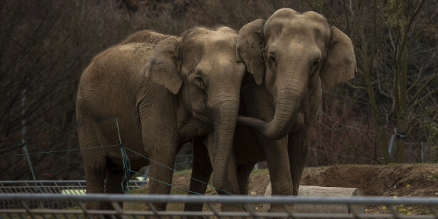 Baby and Nepal, two elephants suffering from tuberculosis, stand in their enclosure at the Parc de la Tete d'Or Zoo in Lyon, central France, Monday, Jan. 7, 2013. Sex symbol-turned-animal rights activist Brigitte Bardot is threatening to join actor Gerard Depardieu in Russian exile unless France halts the scheduled euthanasia of the two sick elephants. The 1960s screen diva says authorities have ignored her "numerous proposals" to save Baby and Nepal, a pair of 42-year-old elephants dying of tub