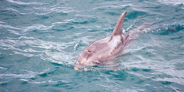 Y a-t-il vraiment des requins autour des plages marocaines?