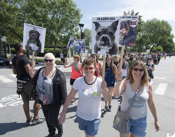 Montreal S Stray Pit Bulls Being Rescued And Taken To Saskatchewan   O MONTREAL PIT BULL BAN MARCH 570 