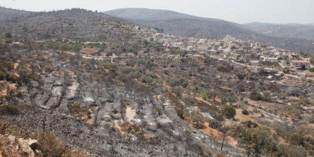 Mastika trees