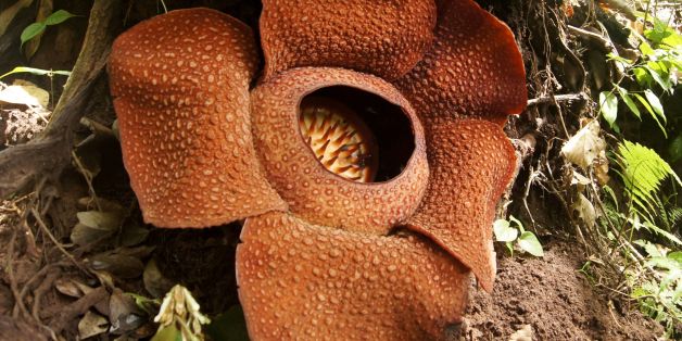 This picture taken in Taba Penanjung, Bengkulu province on July 20, 2016 shows a Rafflesia Arnoldii 'corpse flower'.
Rafflesia Arnoldii is endemic to the rainforests of Sumatra and produces the largest individual flower on earth with an odour of decaying flesh. / AFP / DIVA MARHA (Photo credit should read DIVA MARHA/AFP/Getty Images)