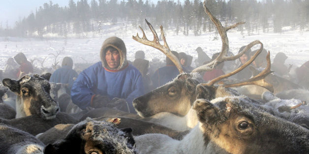 Une épidémie d'anthrax touche des troupeaux de rennes en Sibérie, certainement à cause de la fonte du permafrost (image d'illustration)