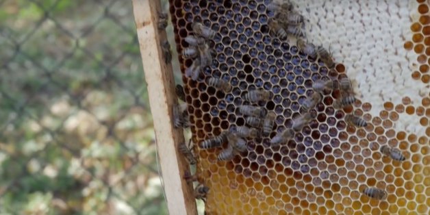 Die Wiener Bienen sollen über 100 Kilo Honig liefern