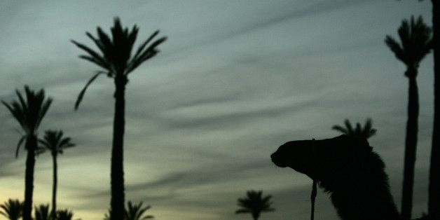 A camel rests at a palm forest in Marrakesh, December 11, 2007. REUTERS/Rafael Marchante(MOROCCO)