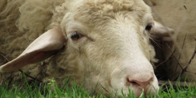 Pas de moutons marocains à Melilla pour l'Aïd, la communauté musulmane en colère