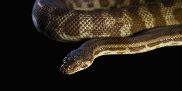 Corn Snake (Elaphe guttata) on a black background
