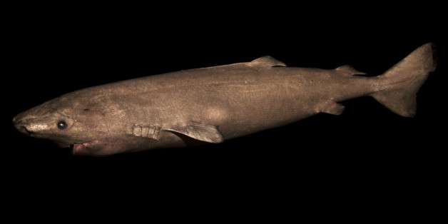 L'animal le plus vieux du monde vertébré est un requin qui peut atteindre les 400 ans.