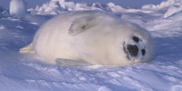 Harp Seal pup on snow (Phoca groenlandica), Arctic Canada, Atlantic Ocean.